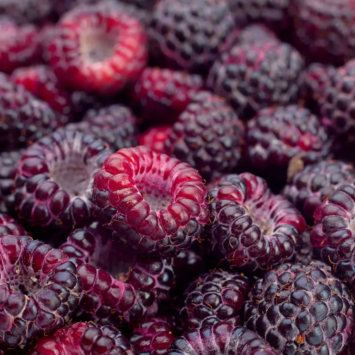Grey Rasberry Black Raspberry – Kunaka