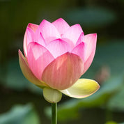 Camellia & Lotus