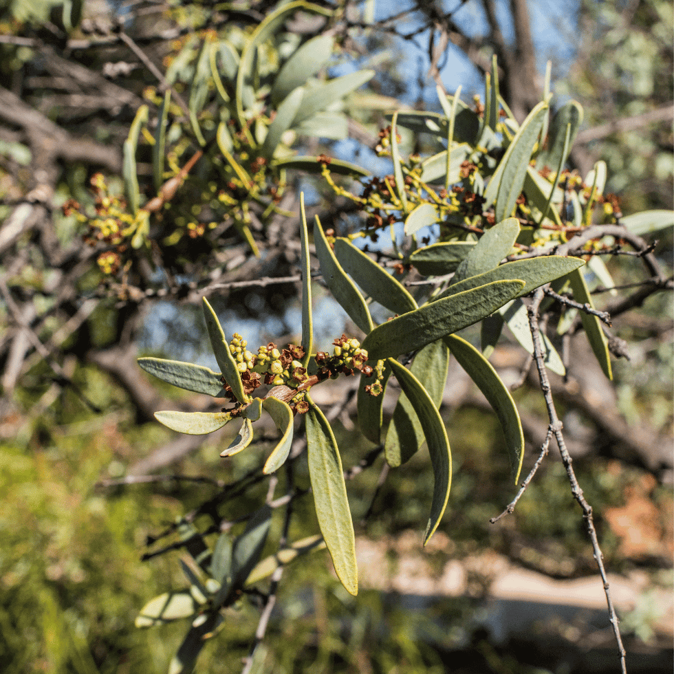Sandalwood – Kunaka